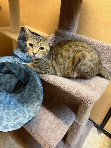 Rigby, a Adoptable Tabby in Waynesboro, VA image 2/6