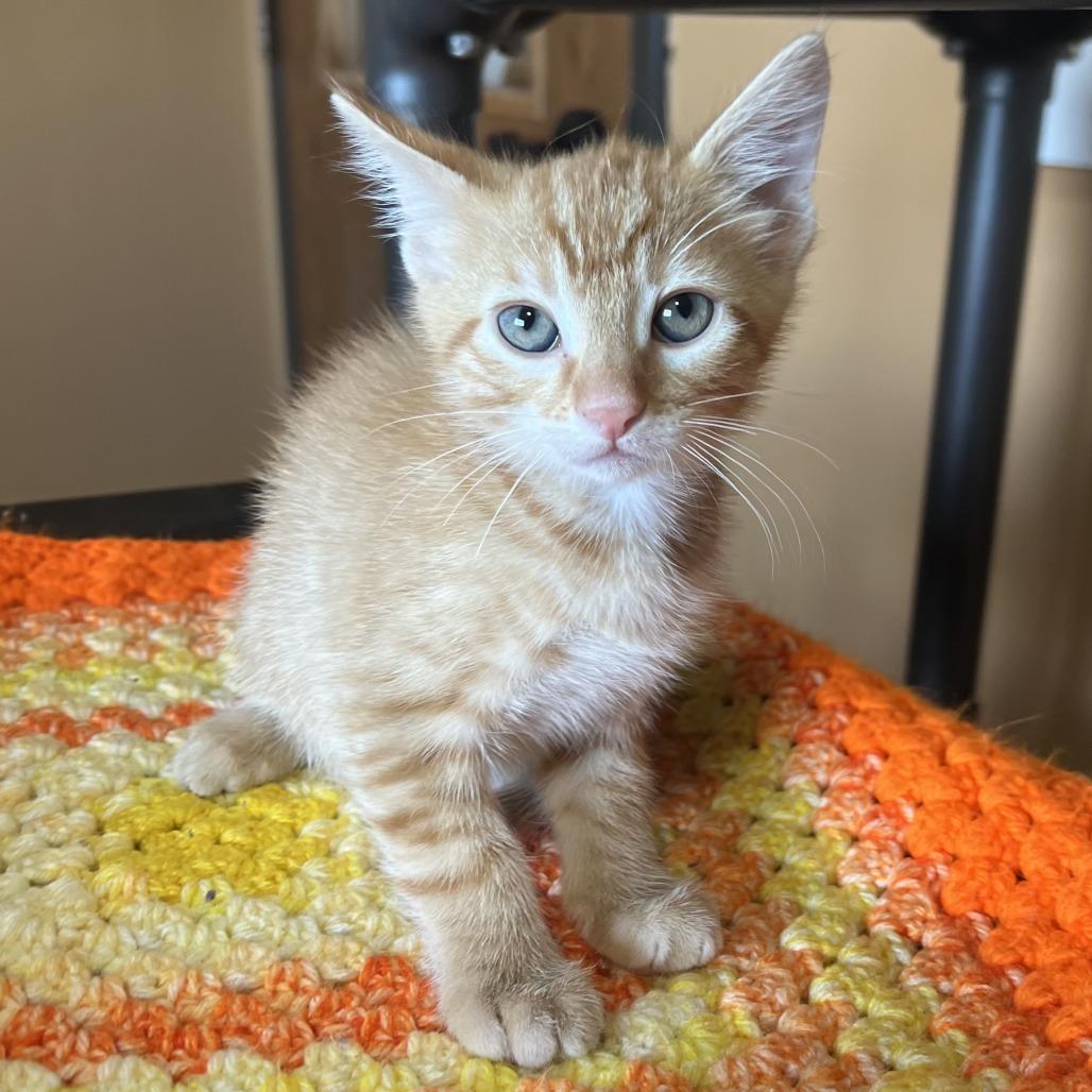 Enlarge Tangerine, a Adoptable Domestic Short Hair in Wadena, MN image 1/6