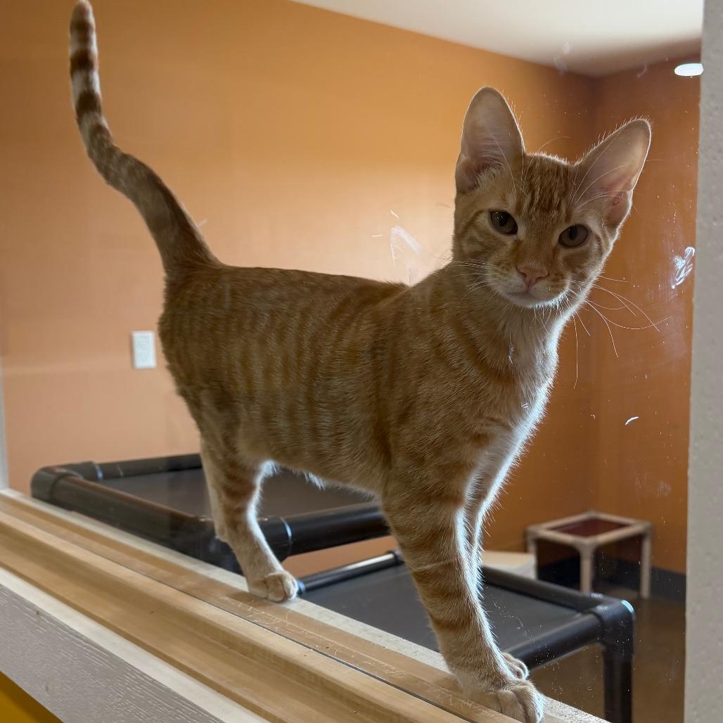Enlarge Tangerine, a Adoptable Domestic Short Hair in Wadena, MN image 2/6