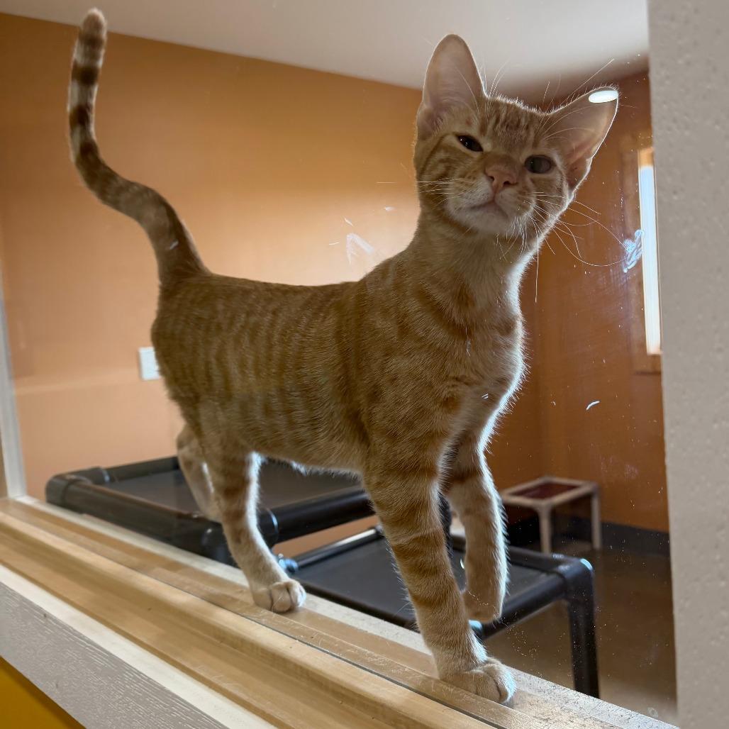 Enlarge Tangerine, a Adoptable Domestic Short Hair in Wadena, MN image 3/6