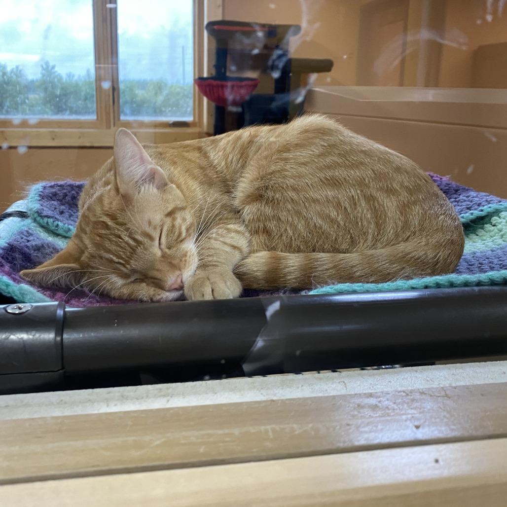 Enlarge Tangerine, a Adoptable Domestic Short Hair in Wadena, MN image 4/6