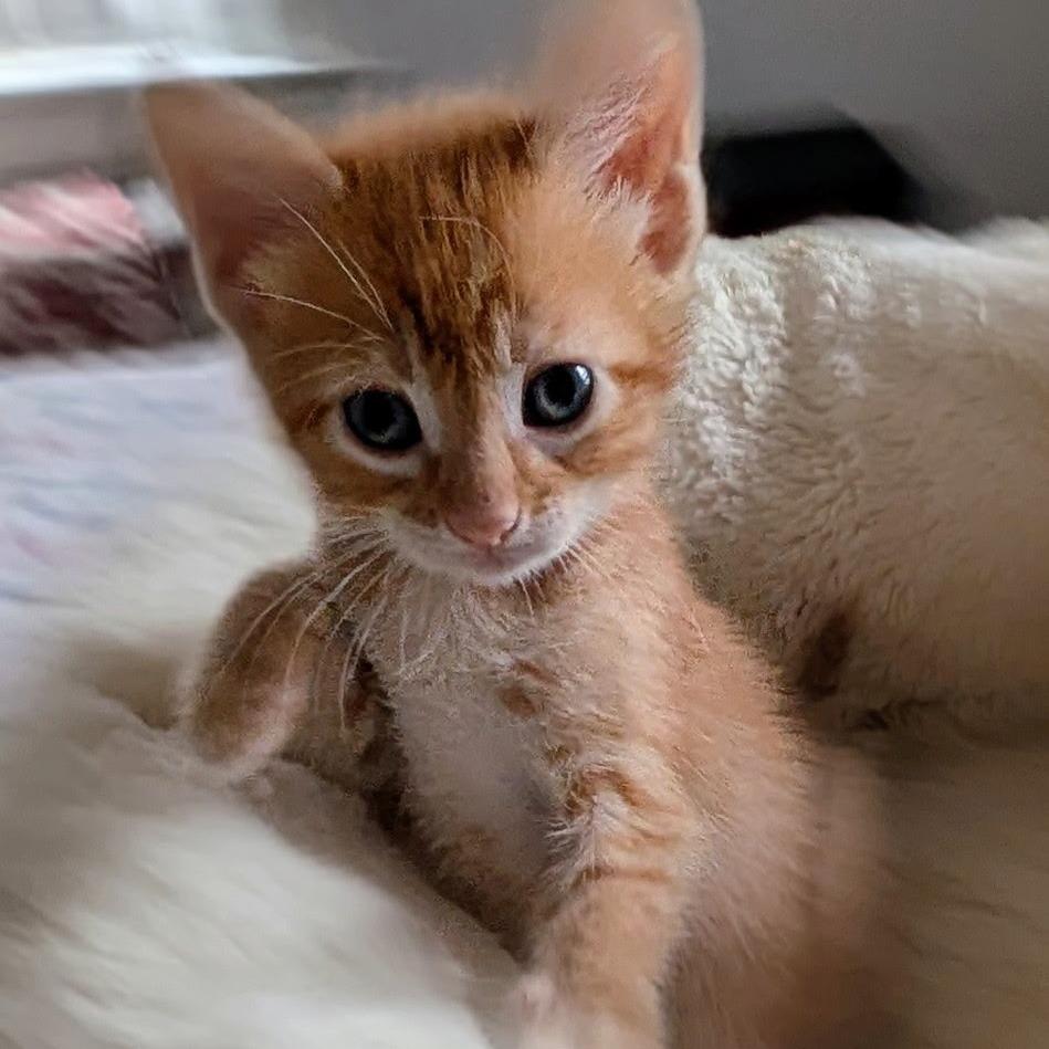 Enlarge Tangerine, a Adoptable Domestic Short Hair in Wadena, MN image 6/6