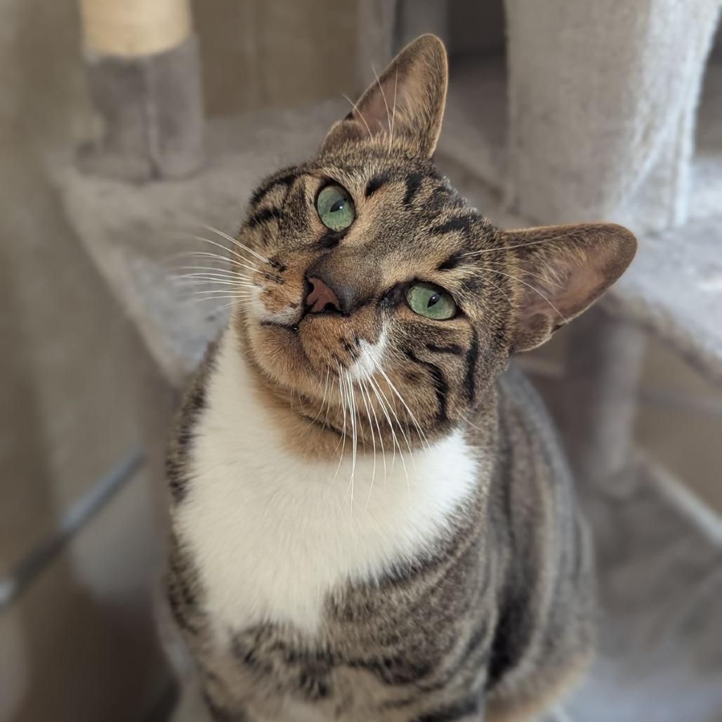 Baby Yusuf, Adoptable, Adult Male Tabby & Domestic Short Hair.