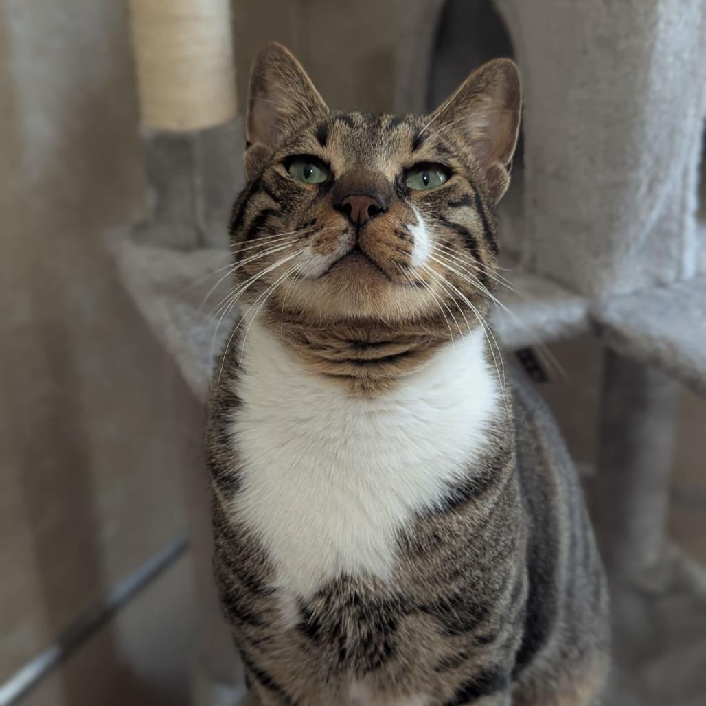 Enlarge Baby Yusuf, a Adoptable mixed breed in Ocala, FL image 5/6