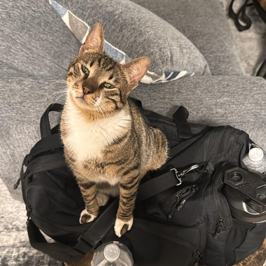 Enlarge Baby Yusuf, a Adoptable mixed breed in Ocala, FL image 4/6