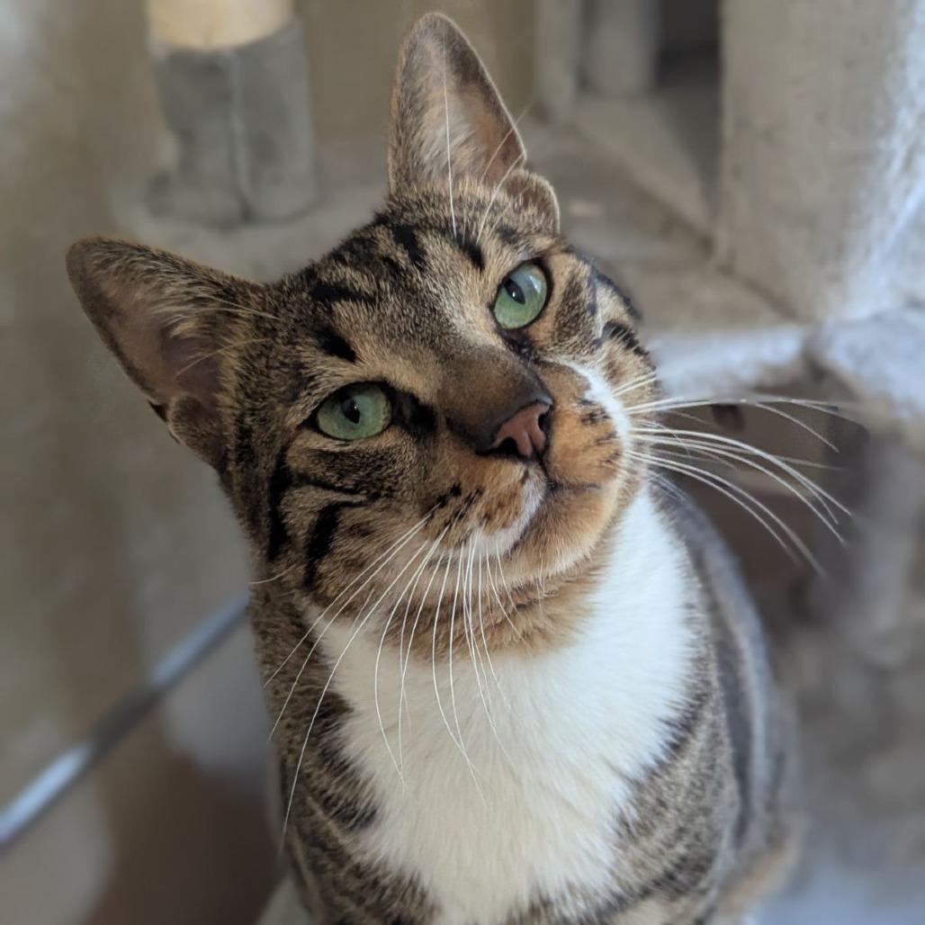 Enlarge Baby Yusuf, a Adoptable mixed breed in Ocala, FL image 6/6