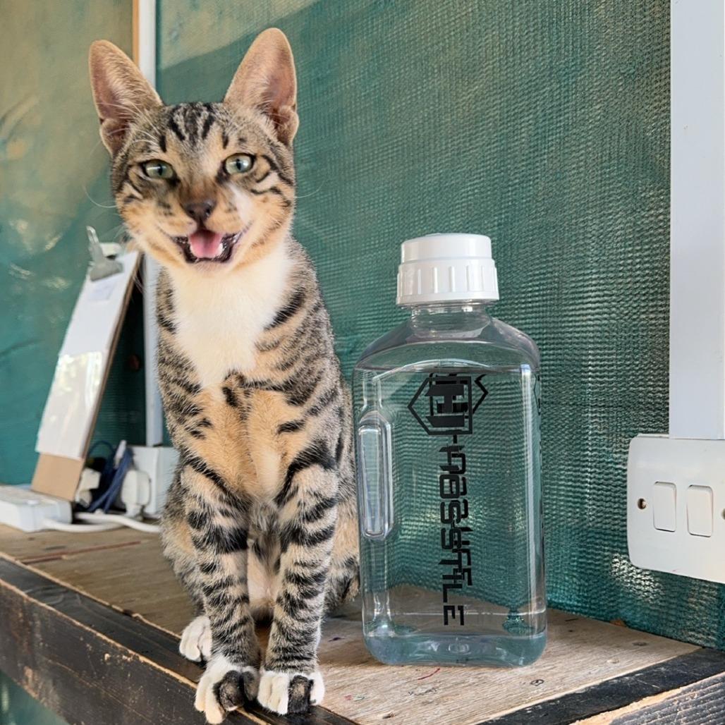 Enlarge Baby Yusuf, a Adoptable mixed breed in Ocala, FL image 2/6