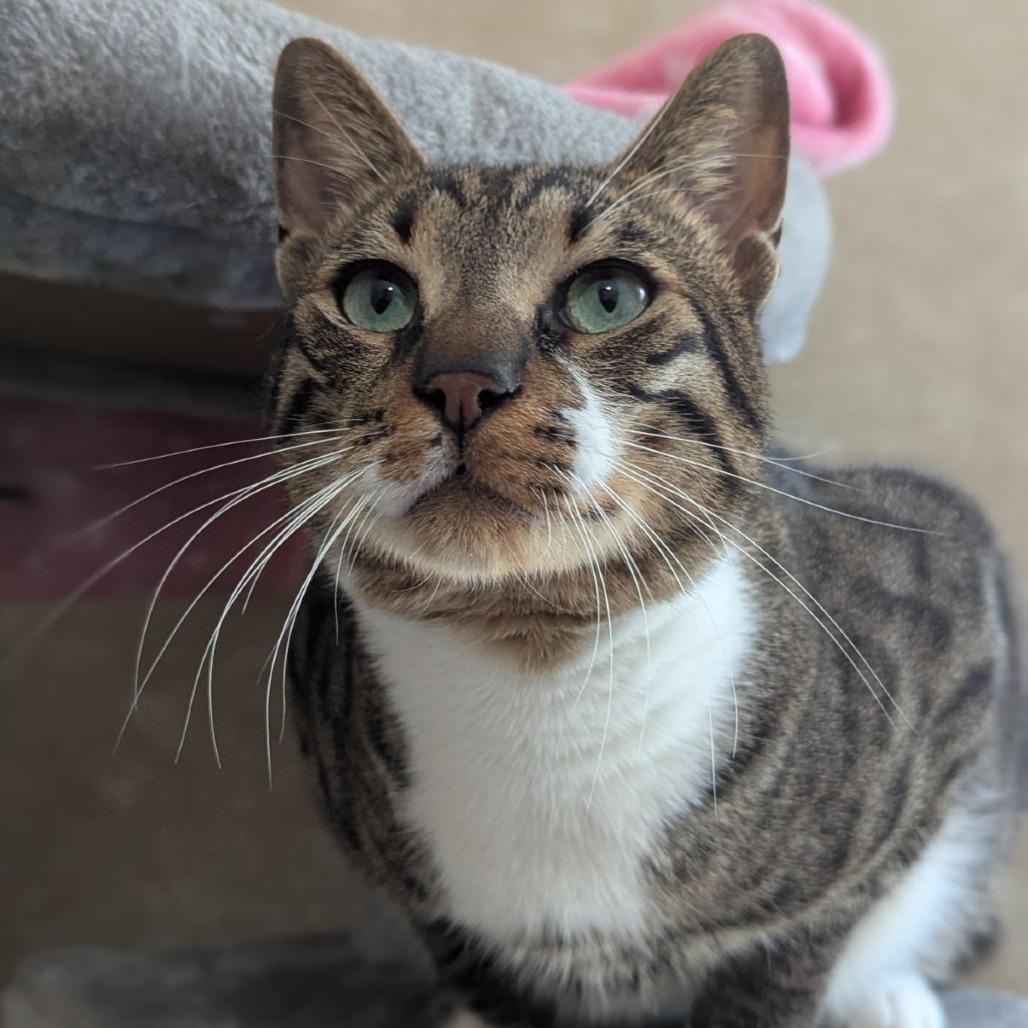 Enlarge Baby Yusuf, a Adoptable mixed breed in Ocala, FL image 3/6