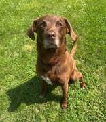 Chopper, ADOPTABLE, Adult Male Chocolate Labrador Retriever.