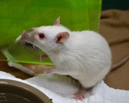 Clementine, Adoptable, Adult Female Rat.