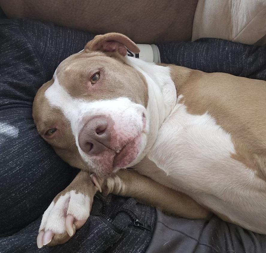 Kandice, Adoptable, Adult Female American Staffordshire Terrier.