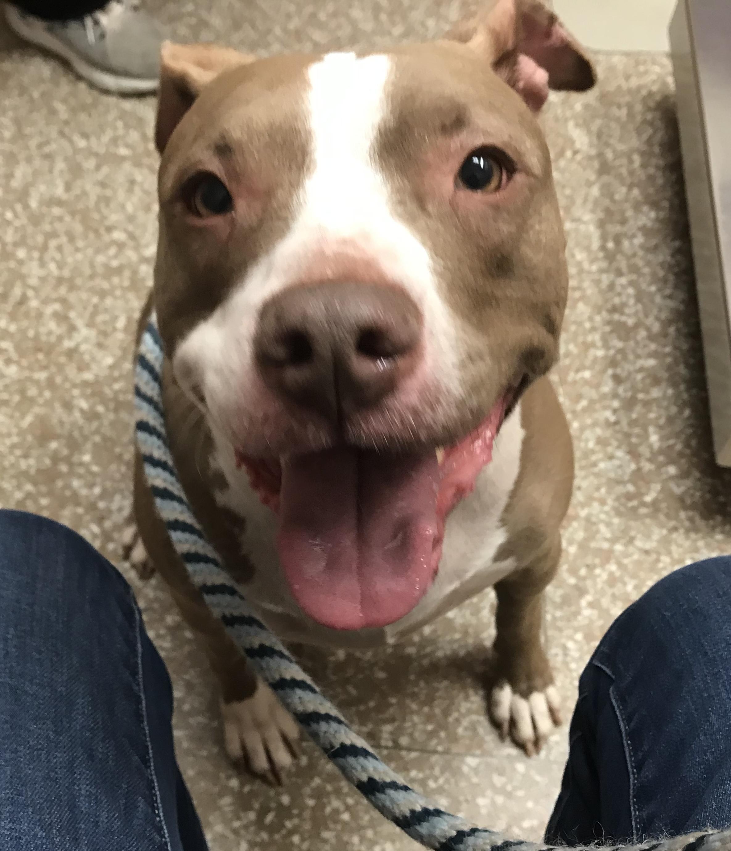 Enlarge Kandice, a Adoptable mixed breed in Montclair, NJ image 2/6