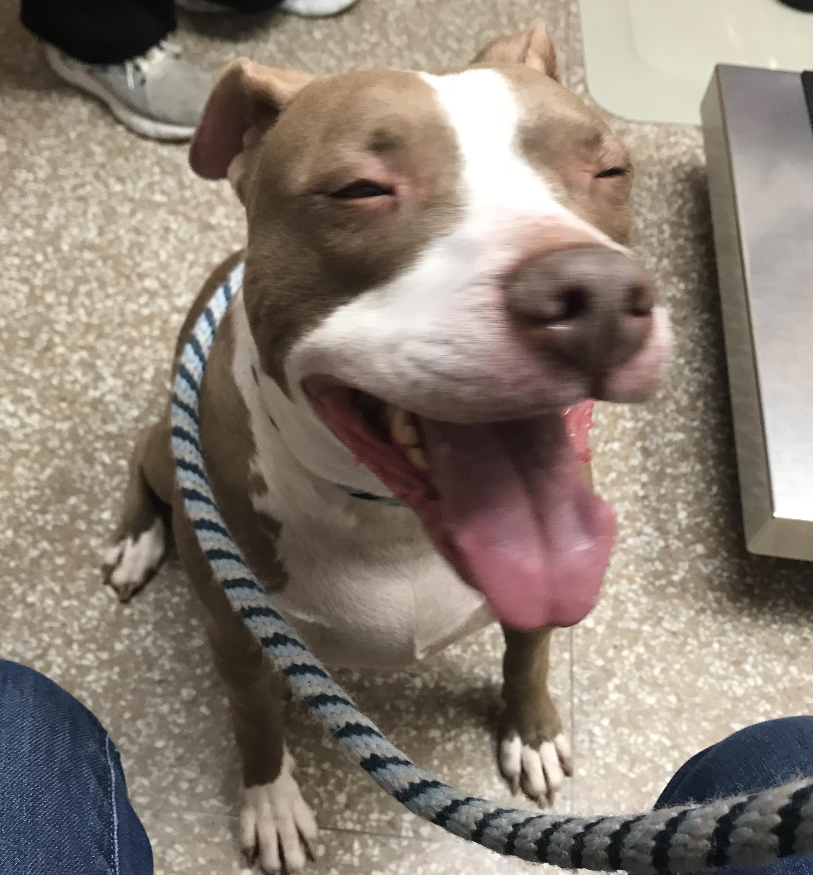 Enlarge Kandice, a Adoptable mixed breed in Montclair, NJ image 4/6