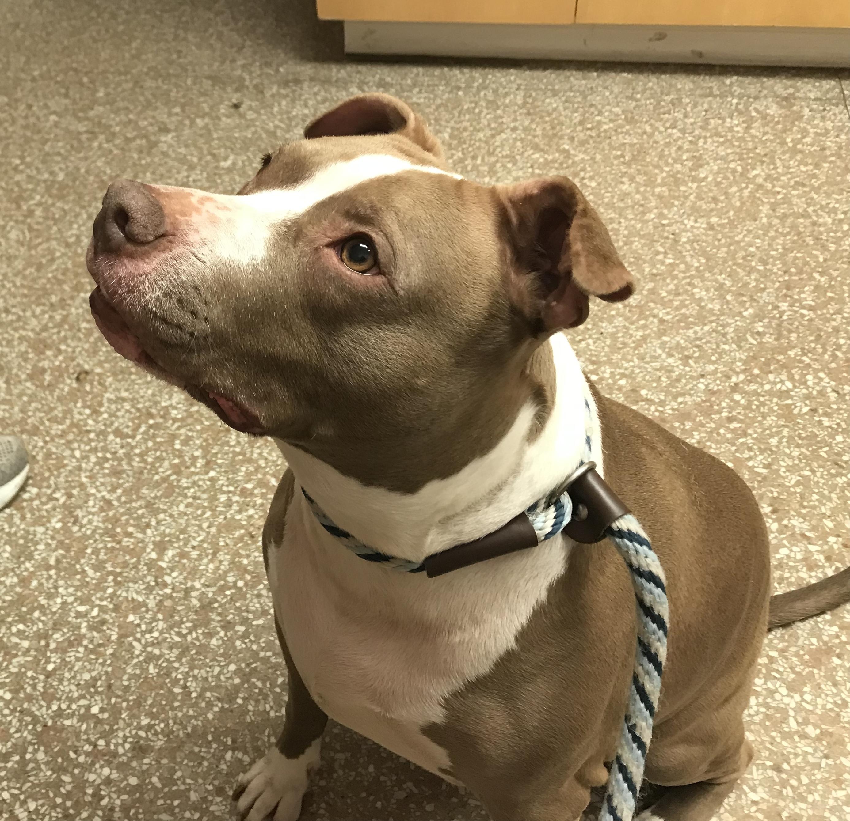 Enlarge Kandice, a Adoptable mixed breed in Montclair, NJ image 3/6