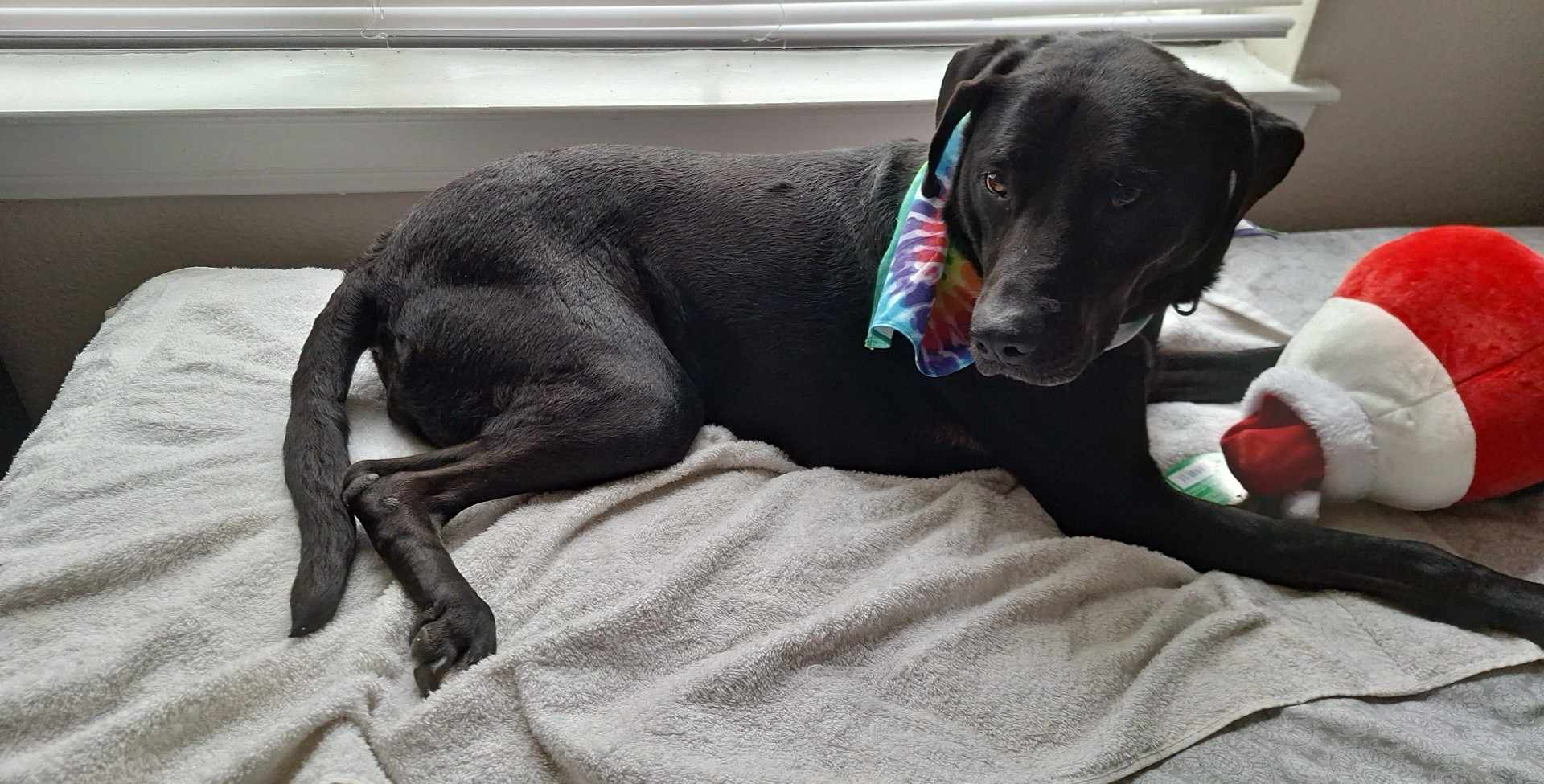 Cabela, Senior Female Black Labrador Retriever