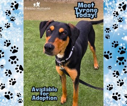 Enlarge Tyrone, a Adoptable mixed breed in Fresno, CA image 1/3