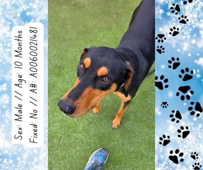 Enlarge Tyrone, a Adoptable mixed breed in Fresno, CA image 2/3