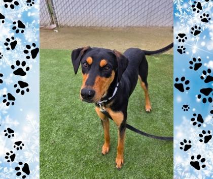 Enlarge Tyrone, a Adoptable mixed breed in Fresno, CA image 3/3