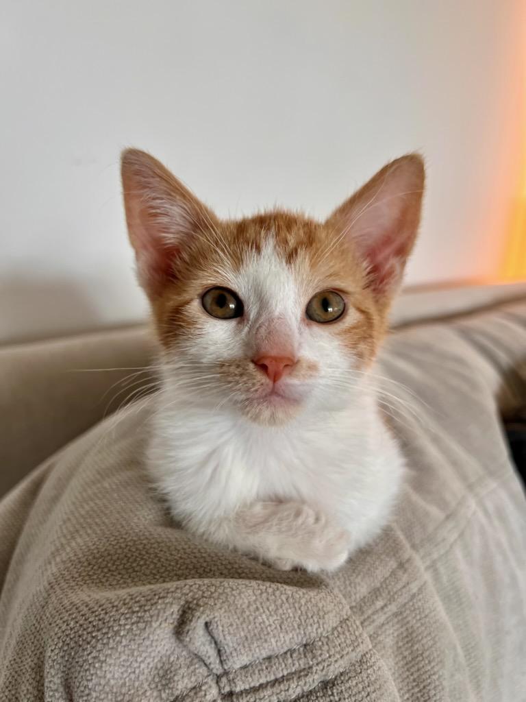 Enlarge Cyrus, a Adopted Domestic Short Hair in Honeoye, NY image 1/1