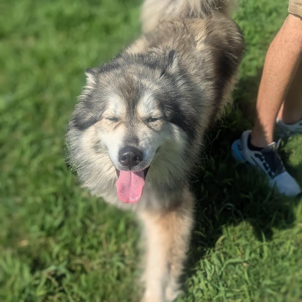 Harvi (BAS), Adoptable, Adult Female Alaskan Malamute & Mixed Breed.