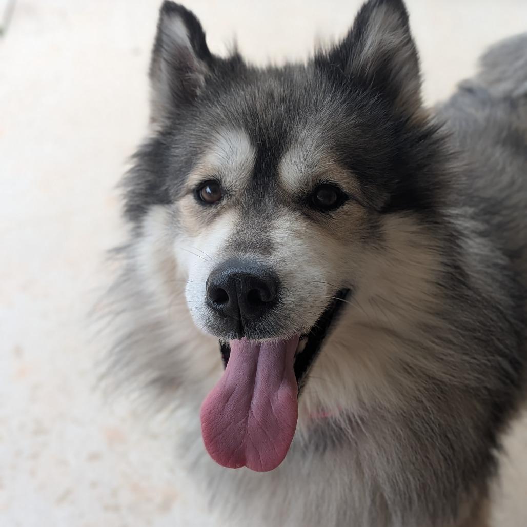 Harvi (BAS), a Adoptable mixed breed in Lenoir, NC image 2/6