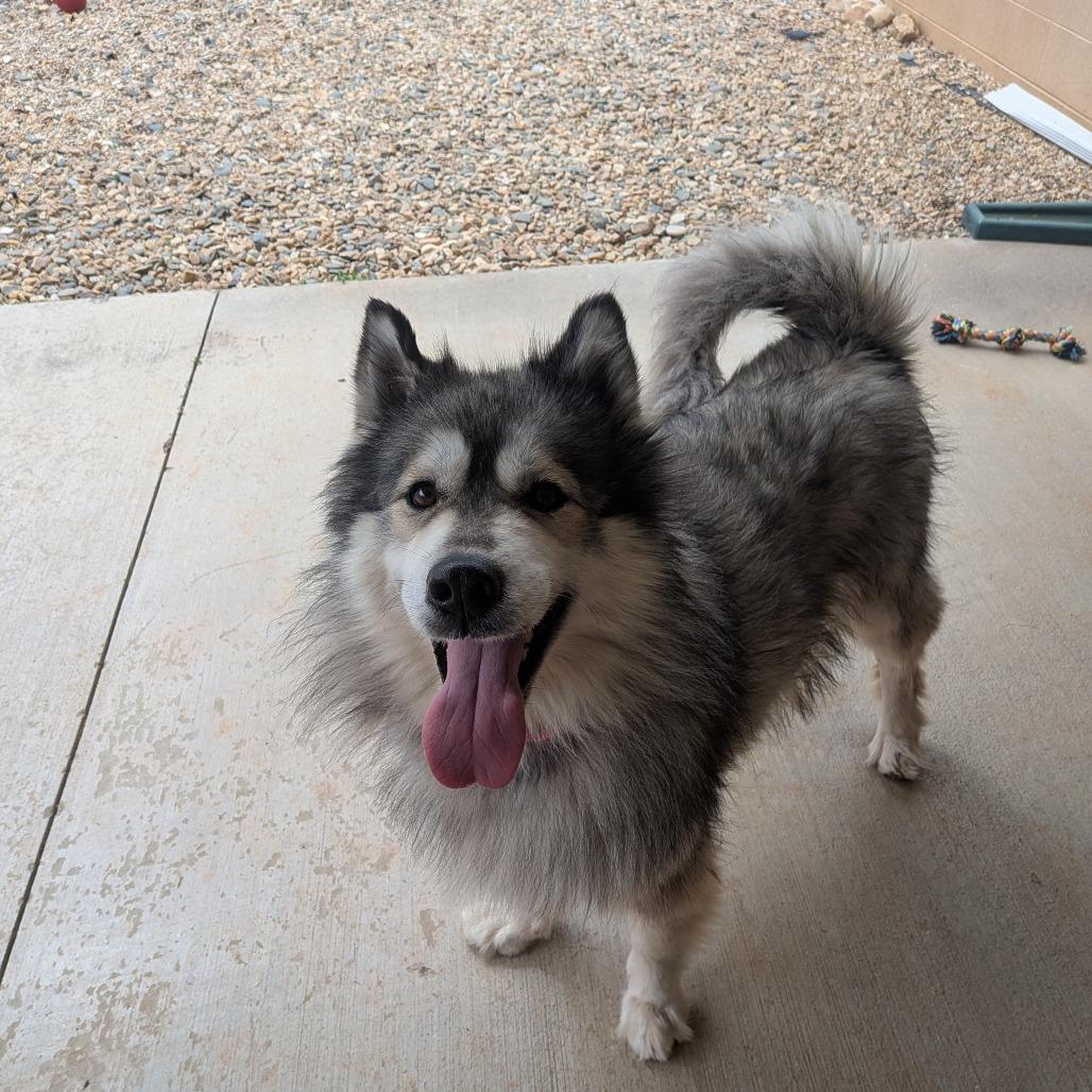 Harvi (BAS), Adoptable, Adult Female Alaskan Malamute & Mixed Breed.