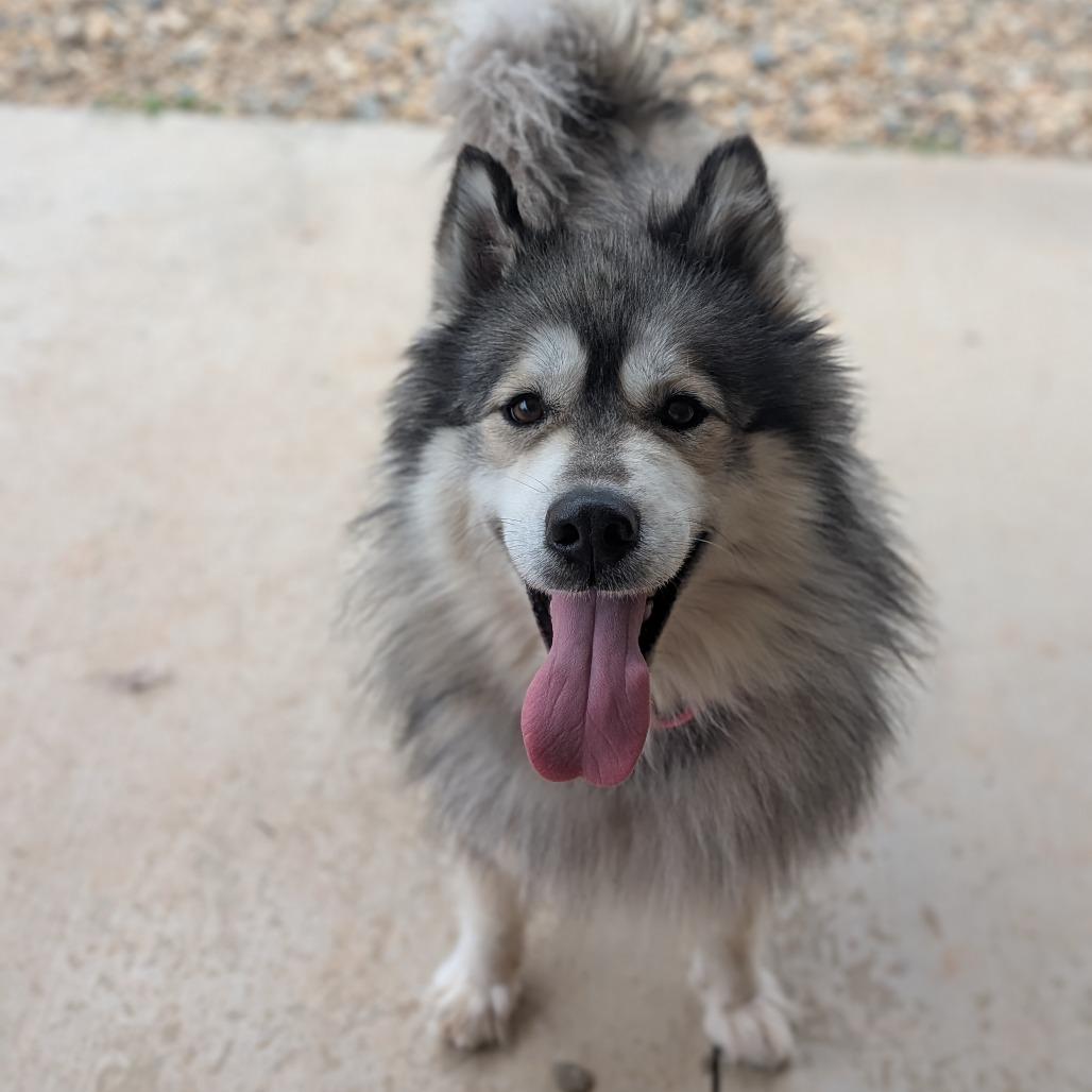 Harvi (BAS), a Adoptable mixed breed in Lenoir, NC image 5/6