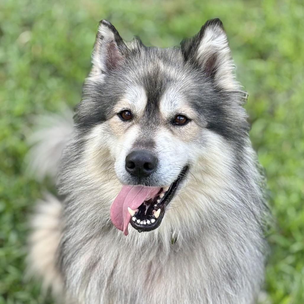 Harvi (BAS), a Adoptable mixed breed in Lenoir, NC image 6/6