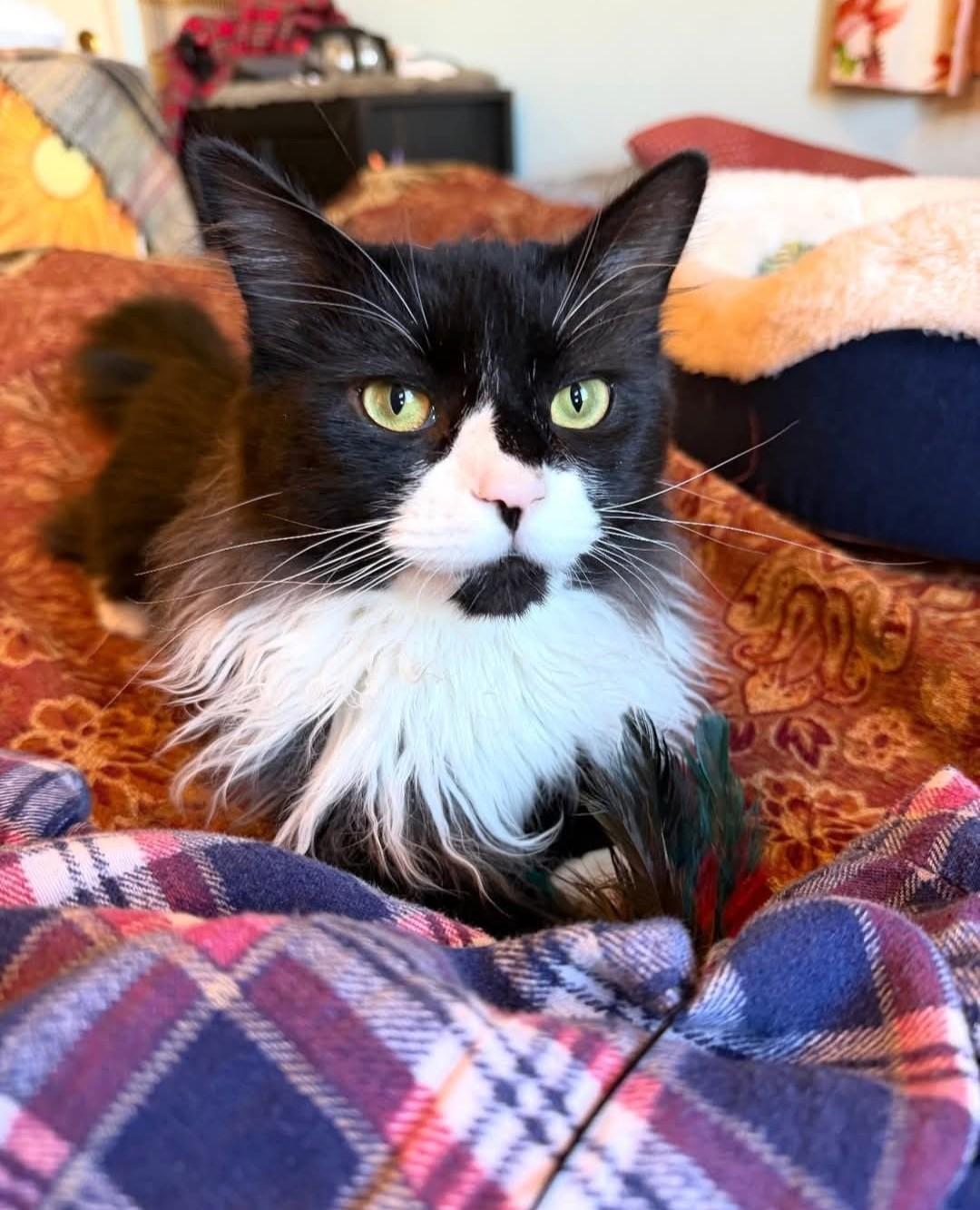 Rocco, adopted, Kitten Male Domestic Medium Hair.