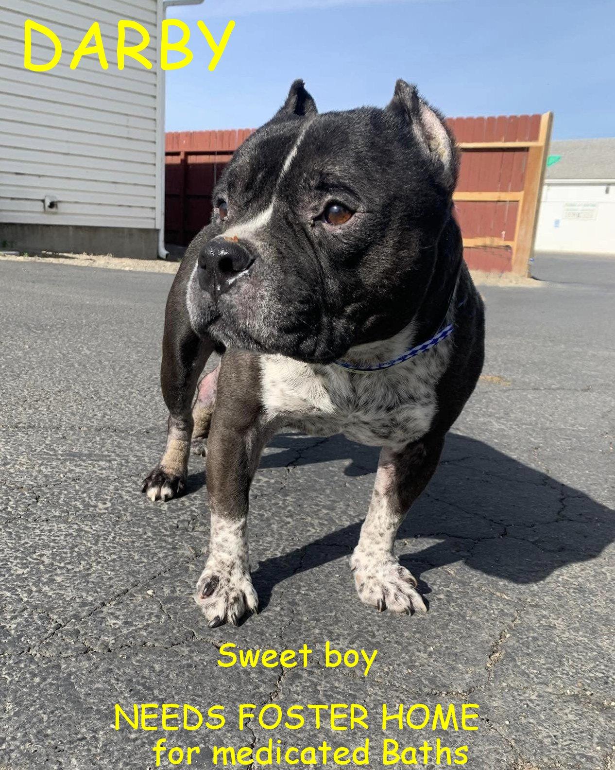 Darby, Adopted, Adult Male American Staffordshire Terrier.