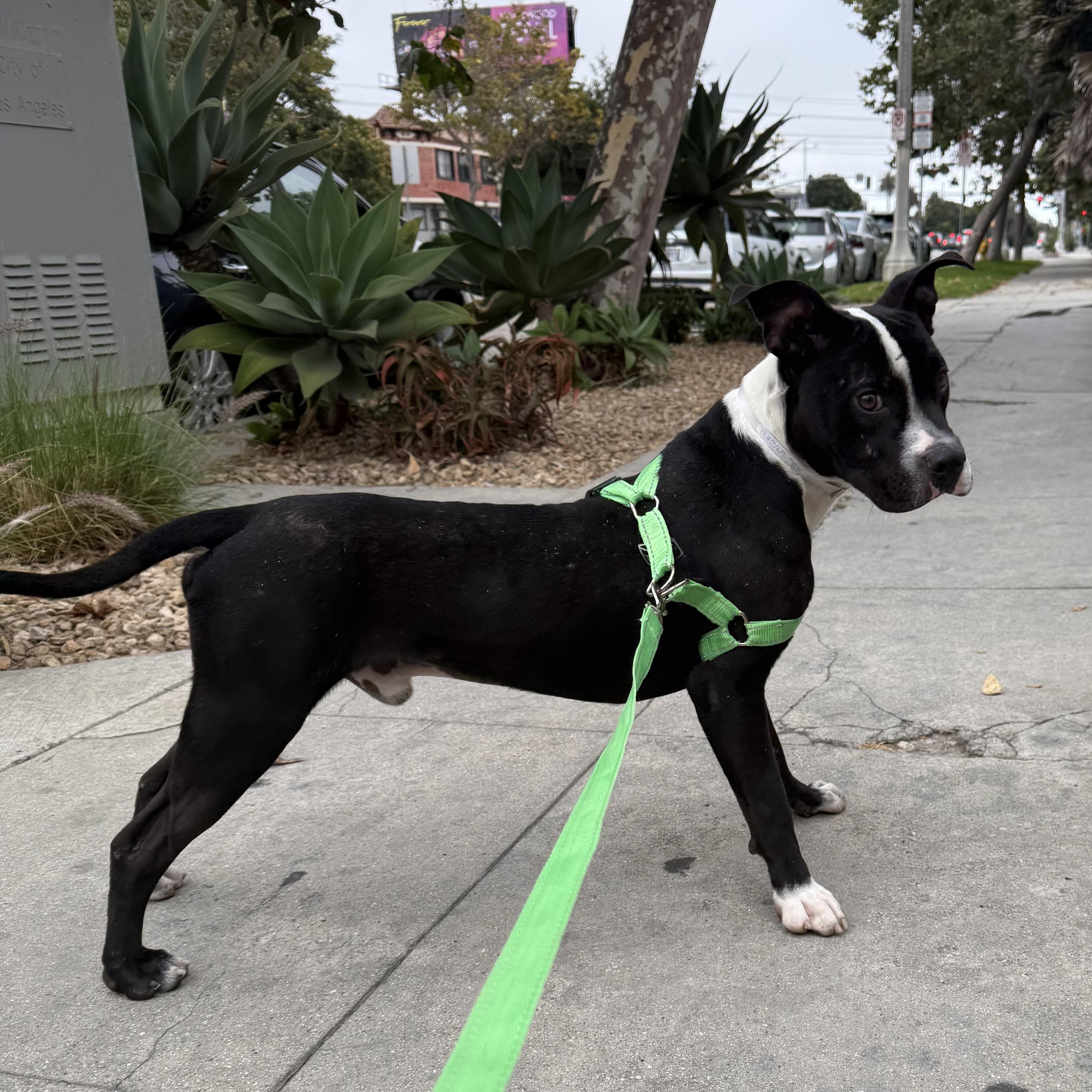 Meet Crimson a playful young pup with lots of love to give Hes an affectionate and friendly dog 