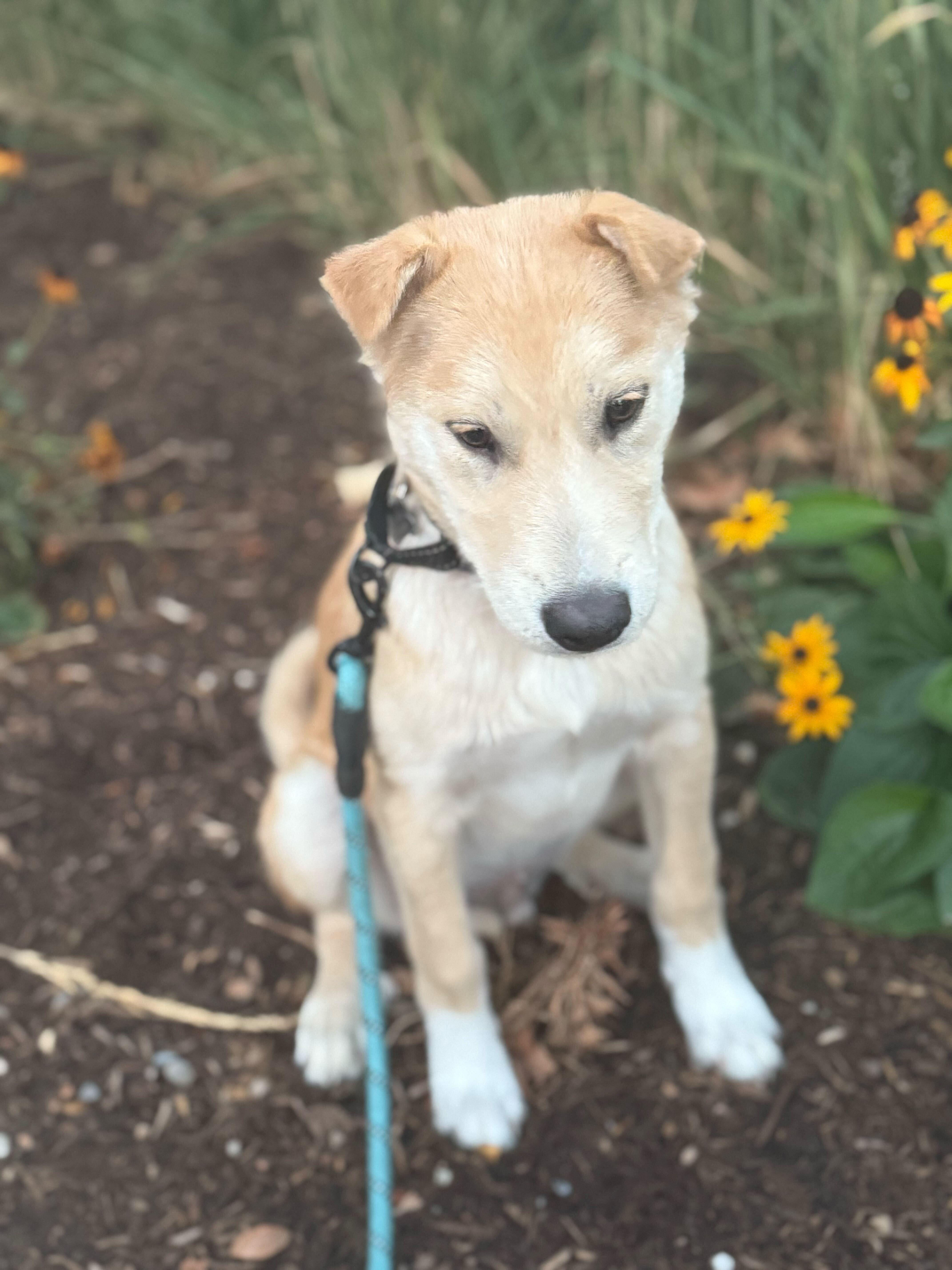Marlon, Adopted, Young Male Pit Bull Terrier & Siberian Husky.