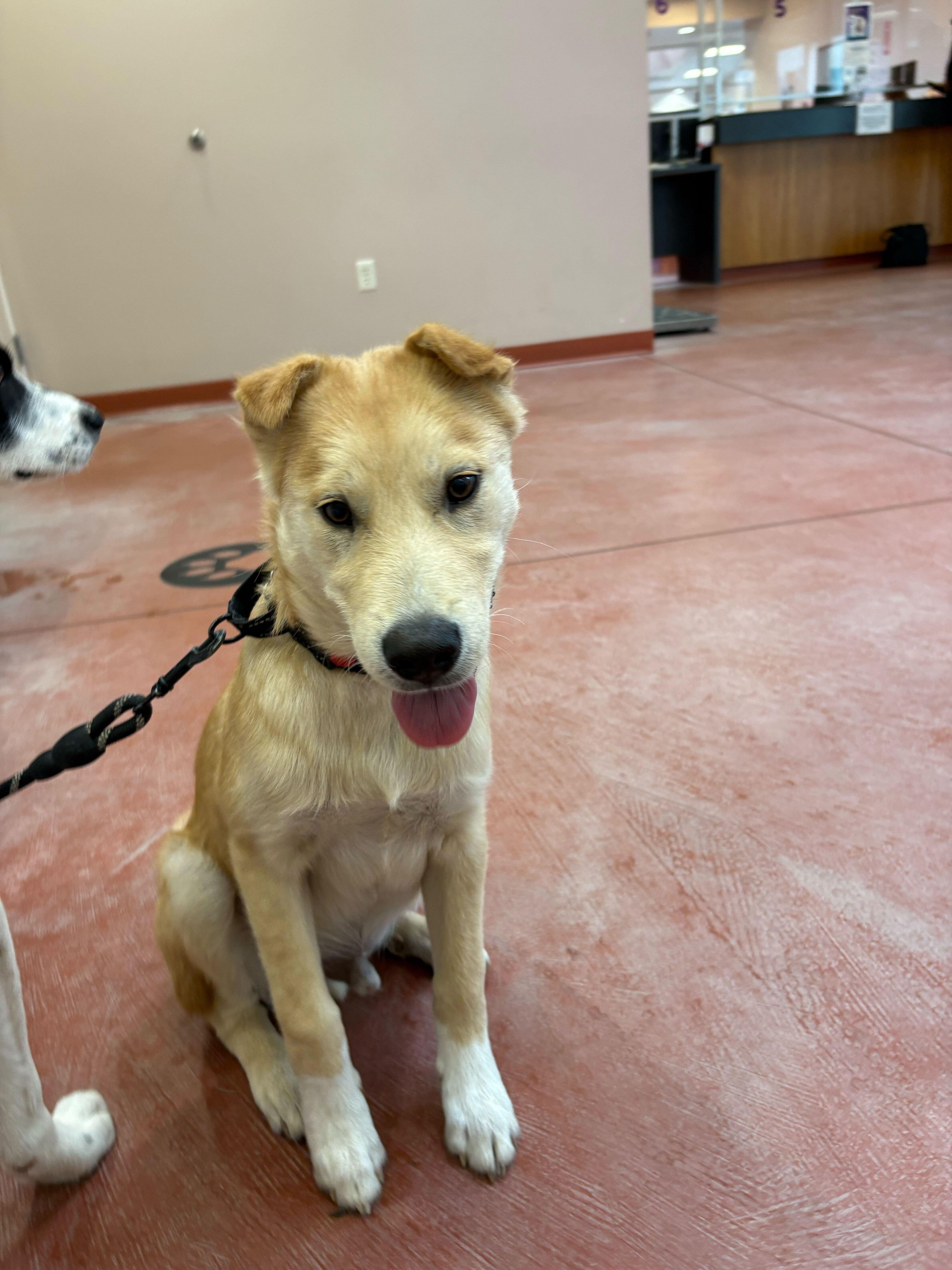 Enlarge Marlon, a Adopted mixed breed in Cottonwood Heights, UT image 2/6
