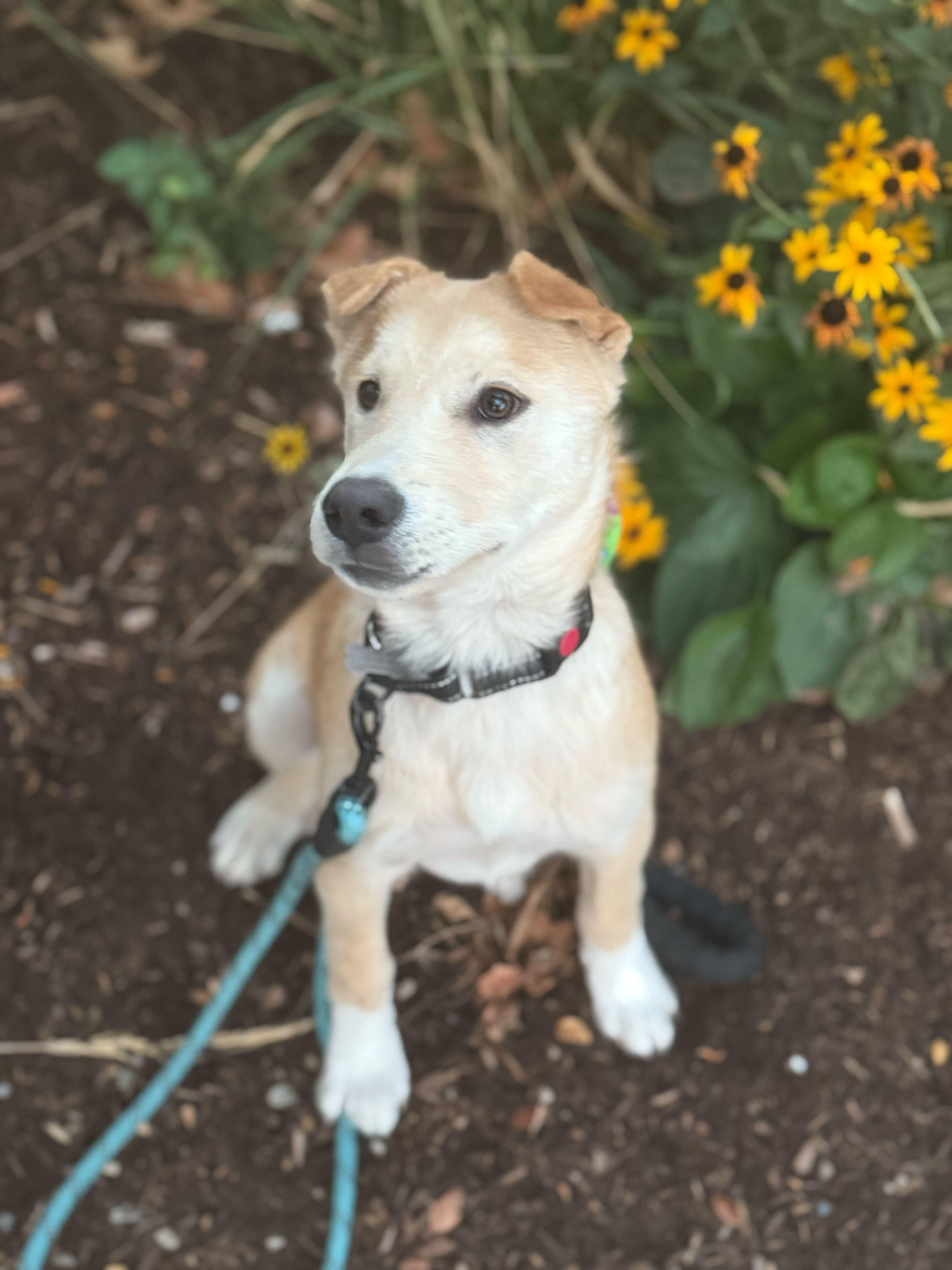 Enlarge Marlon, a Adopted mixed breed in Cottonwood Heights, UT image 3/6