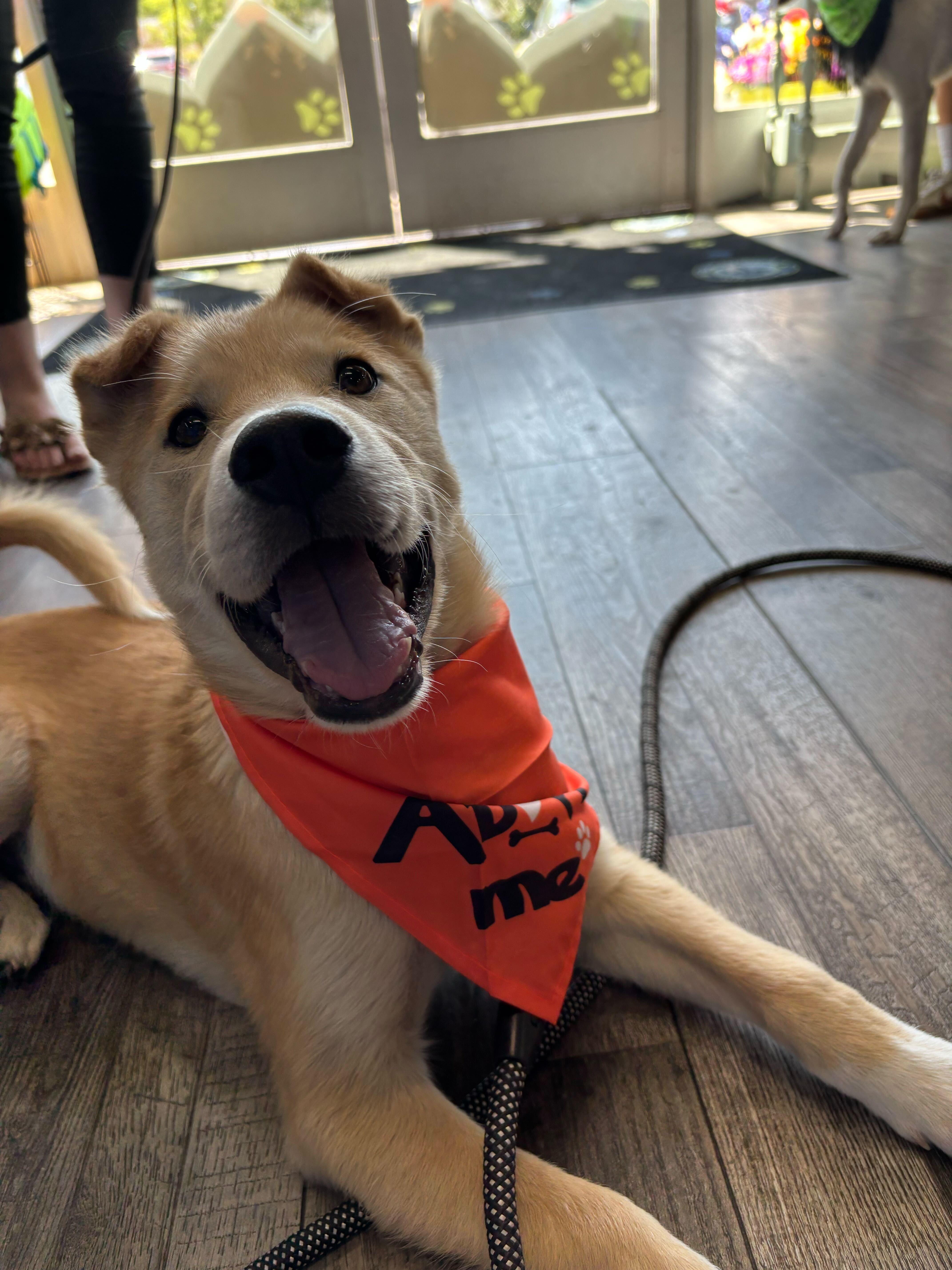 Enlarge Marlon, a Adopted mixed breed in Cottonwood Heights, UT image 4/6