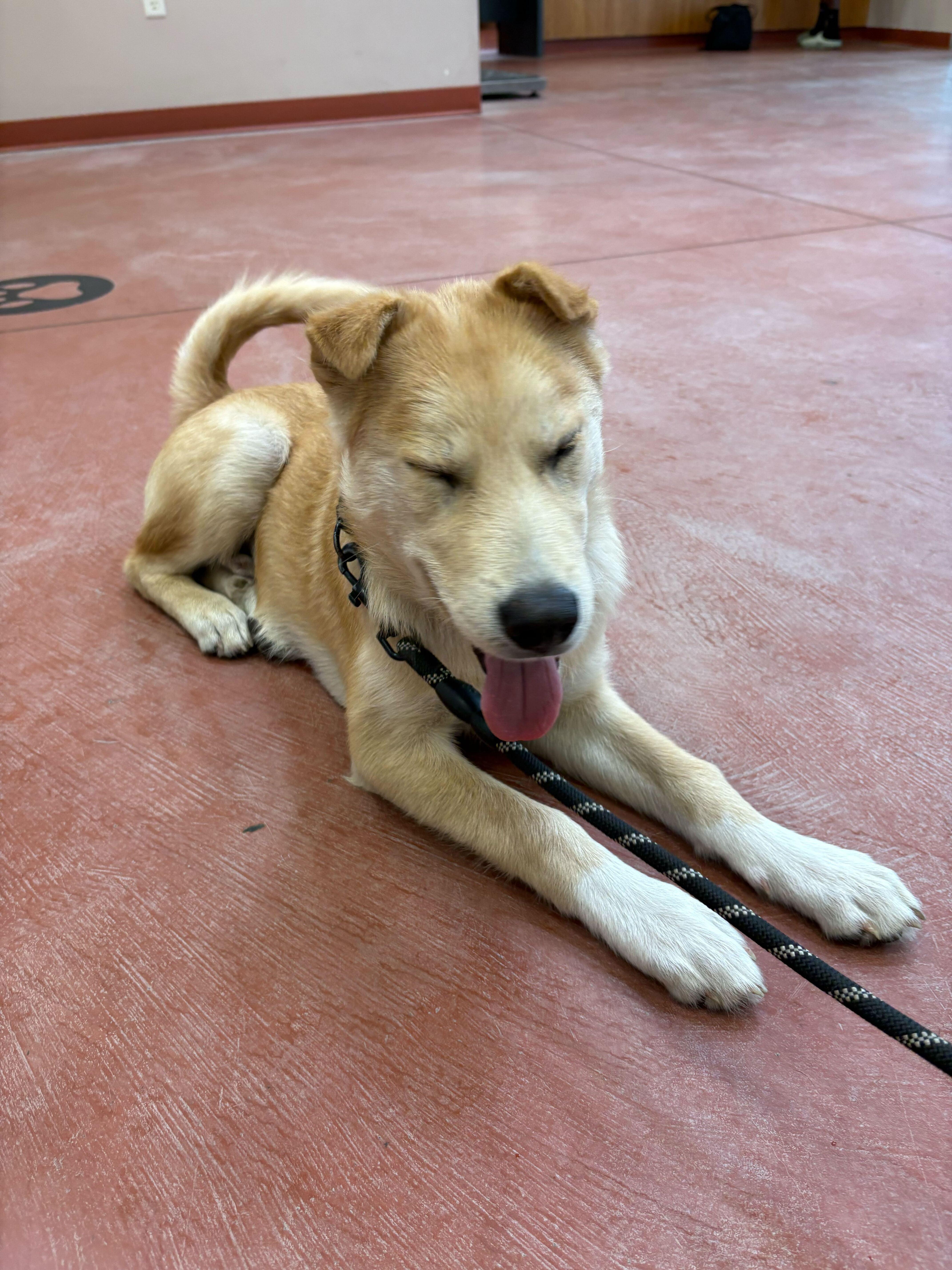 Enlarge Marlon, a Adopted mixed breed in Cottonwood Heights, UT image 5/6