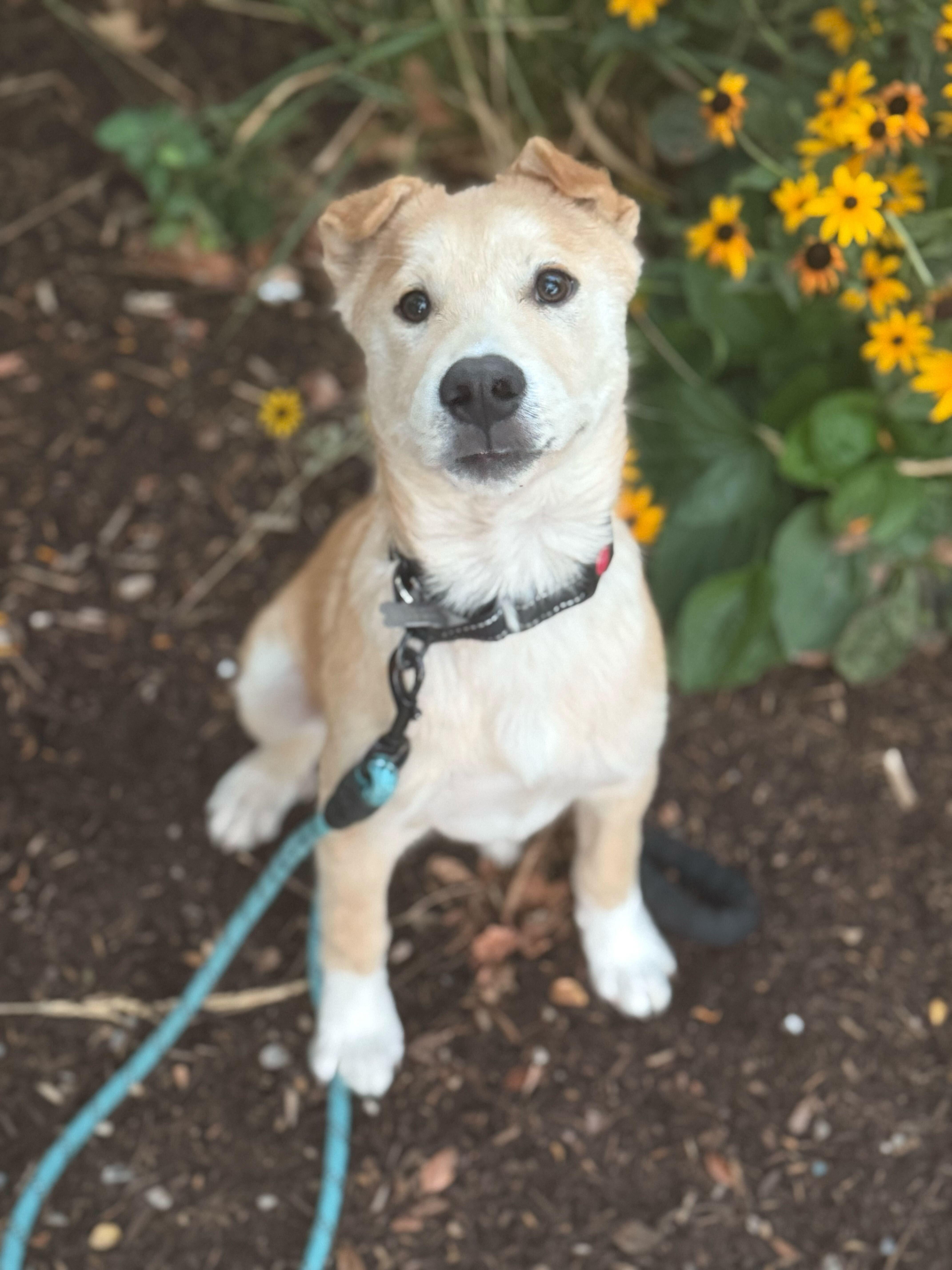 Enlarge Marlon, a Adopted mixed breed in Cottonwood Heights, UT image 6/6