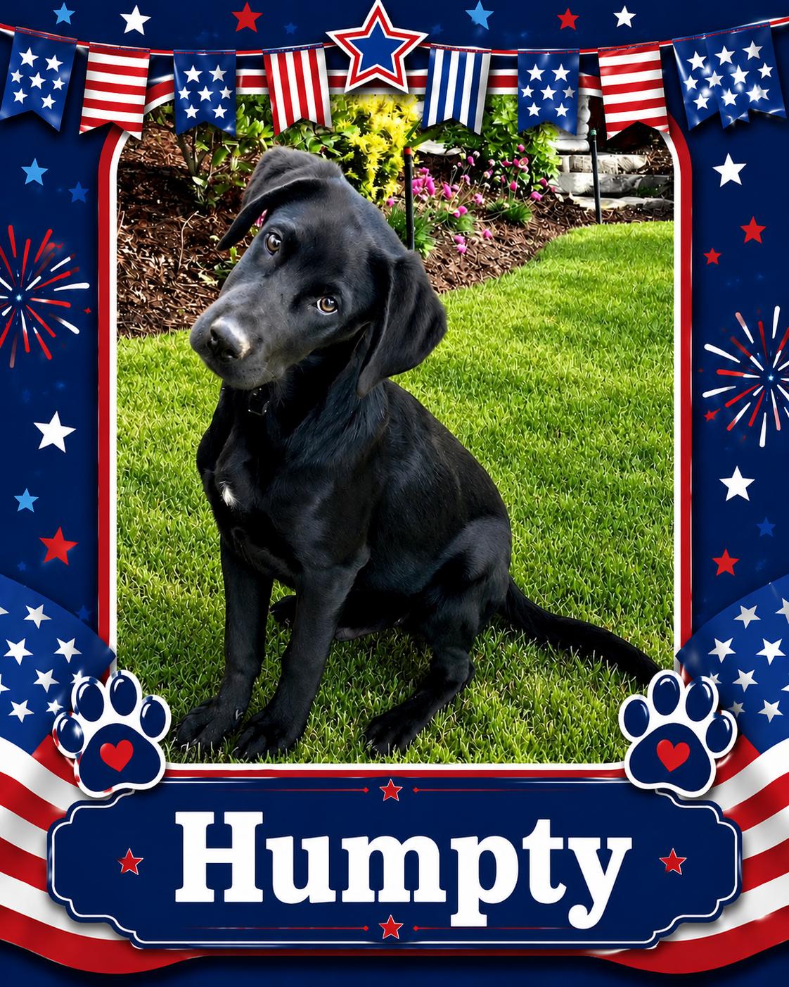 Enlarge Humpty, an adopted mixed breed in Toms River, NJ image 2/3