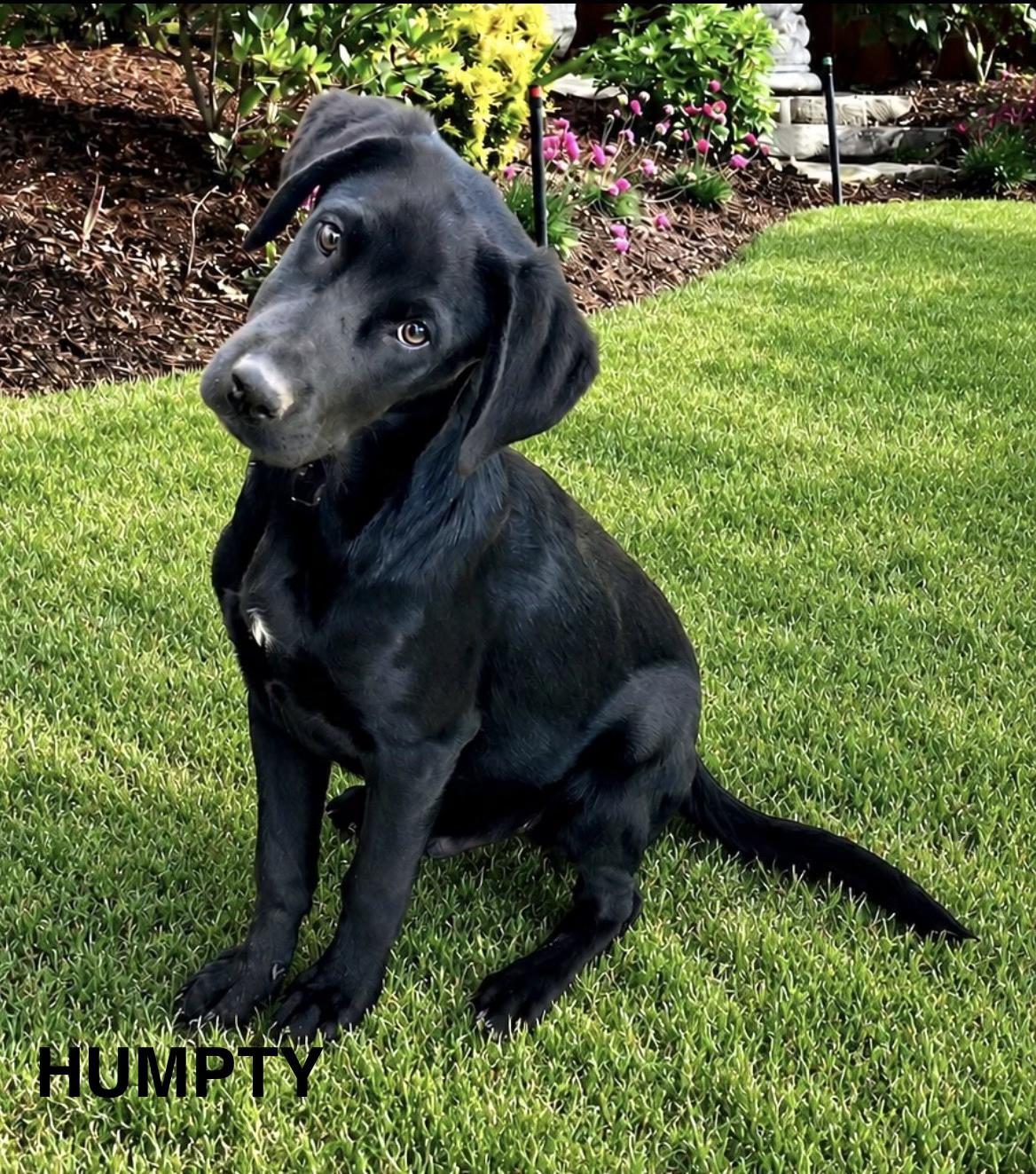 Humpty, adoptable, Puppy Male Labrador Retriever.