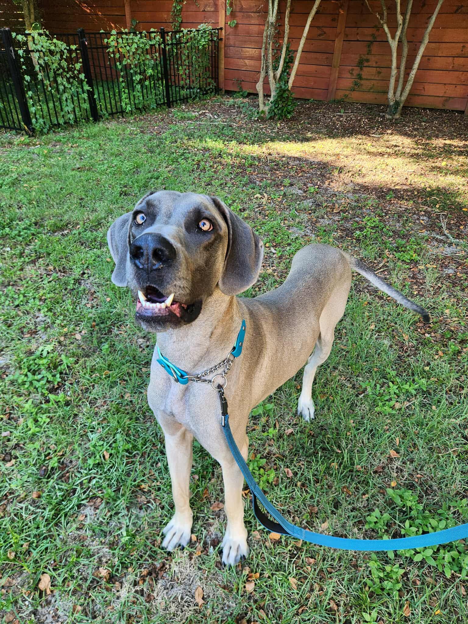 Odie
