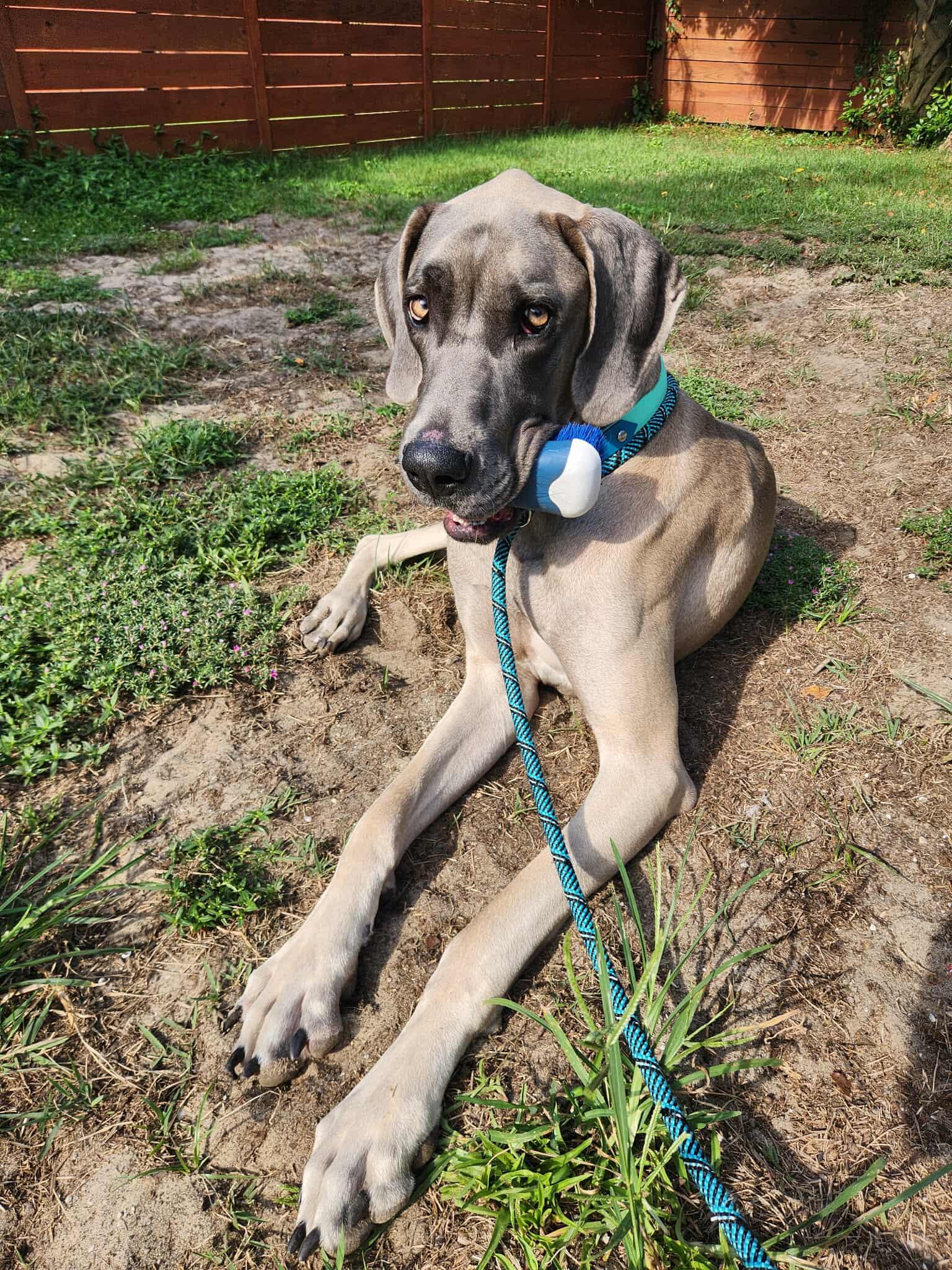 Odie