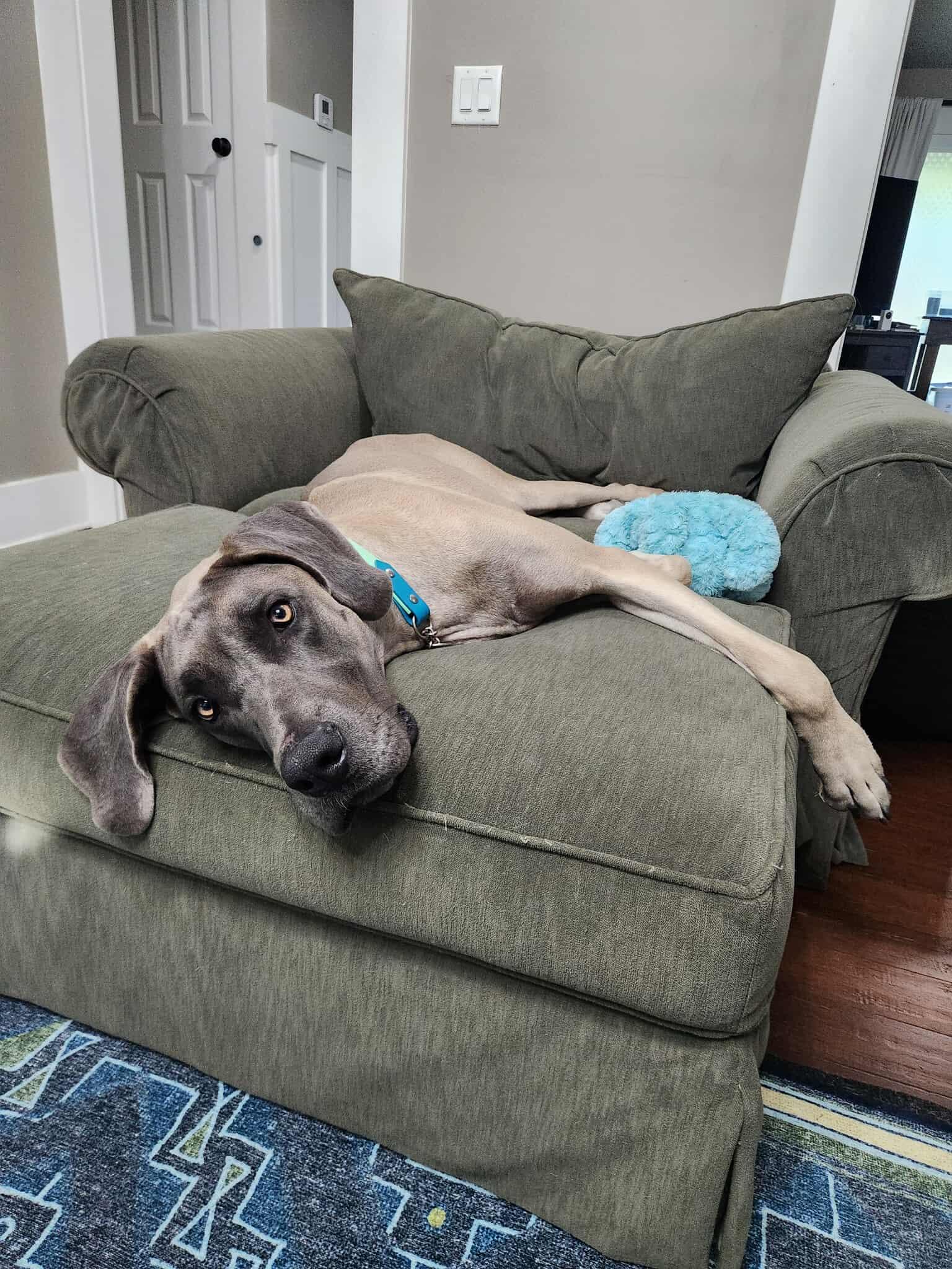 Odie