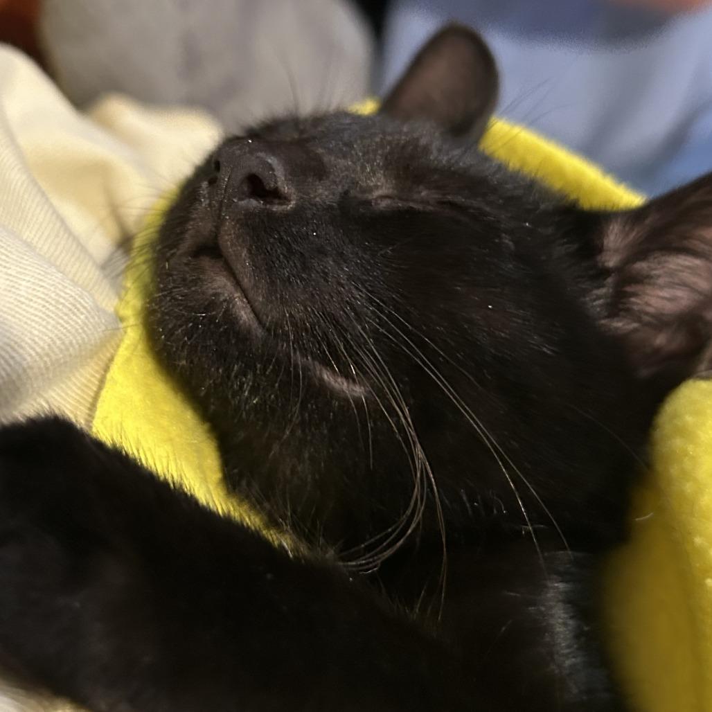 Sara, Adoptable, Kitten Female Domestic Short Hair.