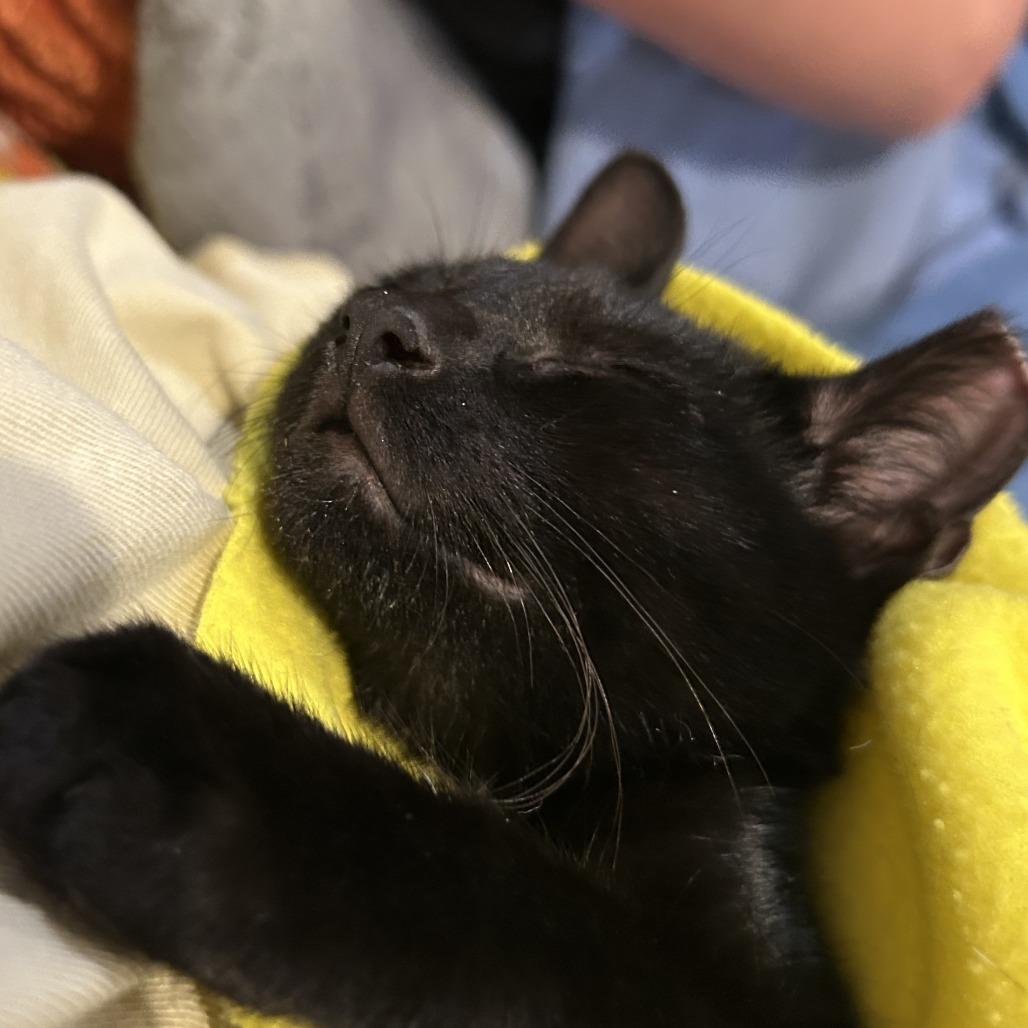 Enlarge Sara, a Adoptable Domestic Short Hair in Overland Park, KS image 2/2
