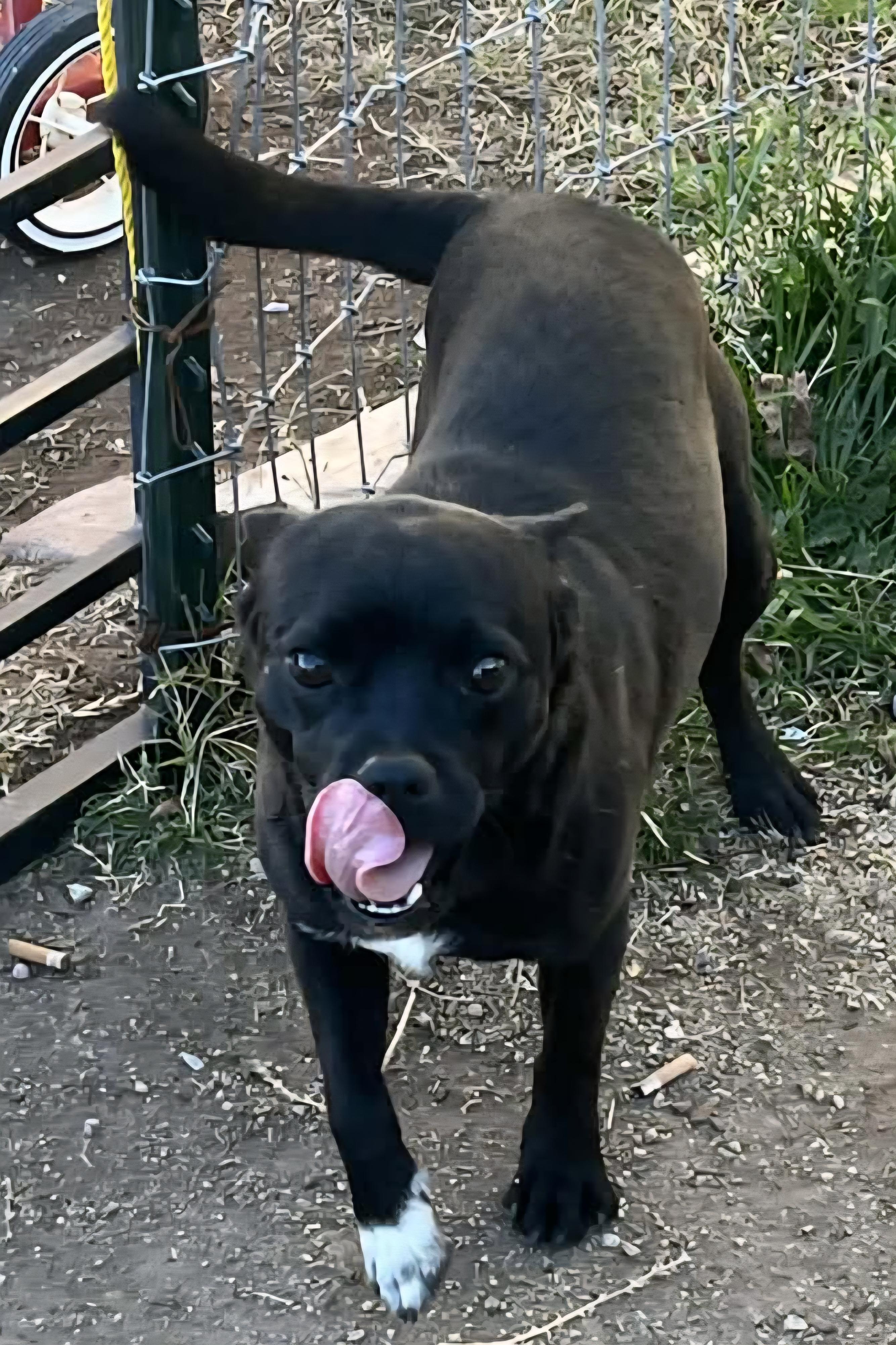 Enlarge Peso, a ADOPTABLE mixed breed in Yarnell, AZ image 3/4