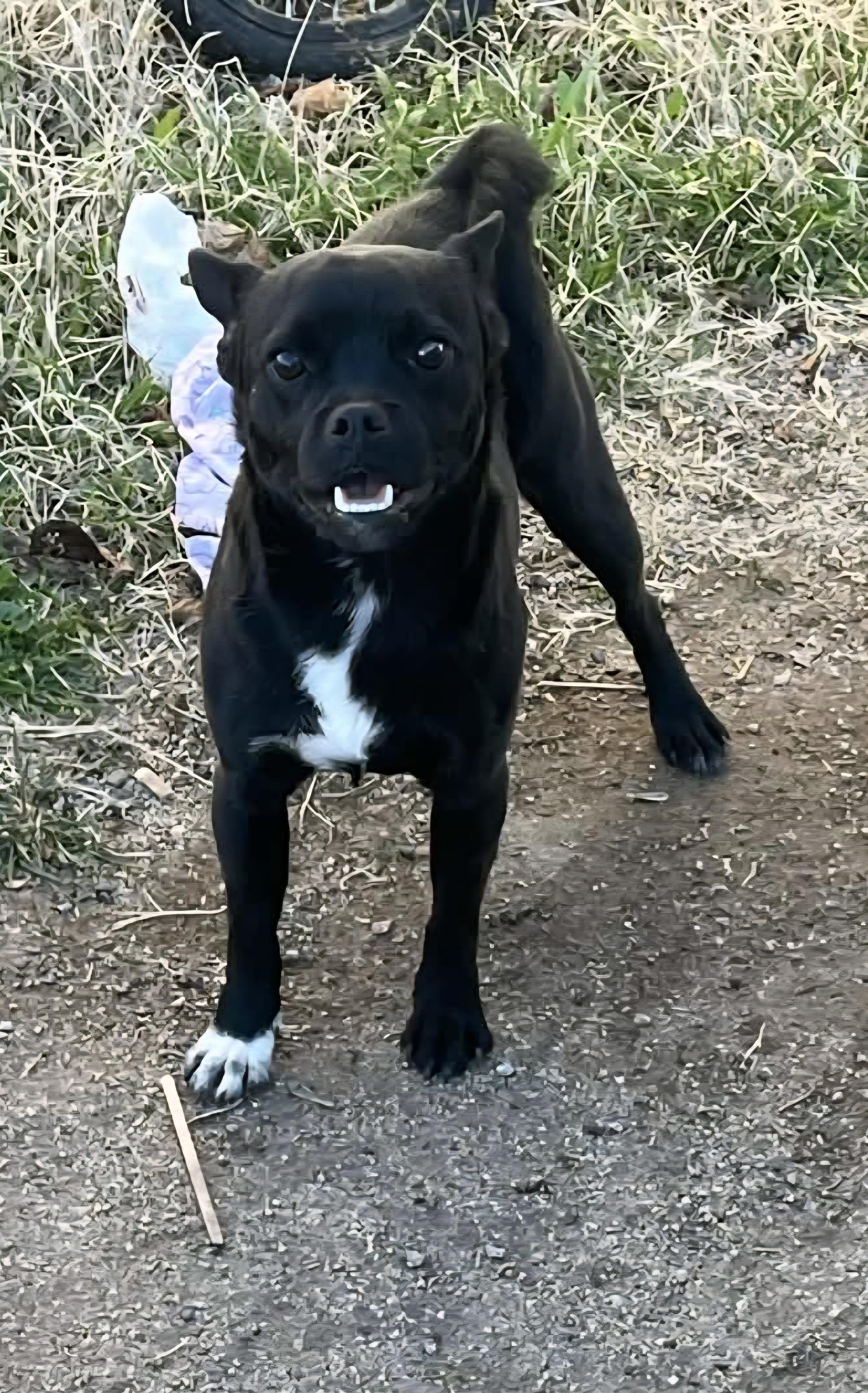Peso, ADOPTABLE, Young Male Pug & Chihuahua.