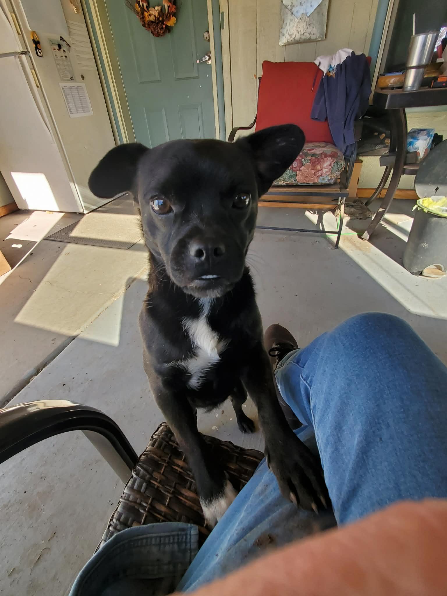 Enlarge Peso, a ADOPTABLE mixed breed in Yarnell, AZ image 2/4