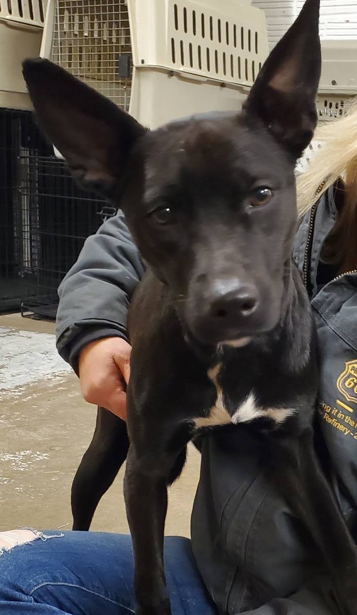 Enlarge Delilah, a Adoptable Pit Bull Terrier in Amarillo, TX image 1/1