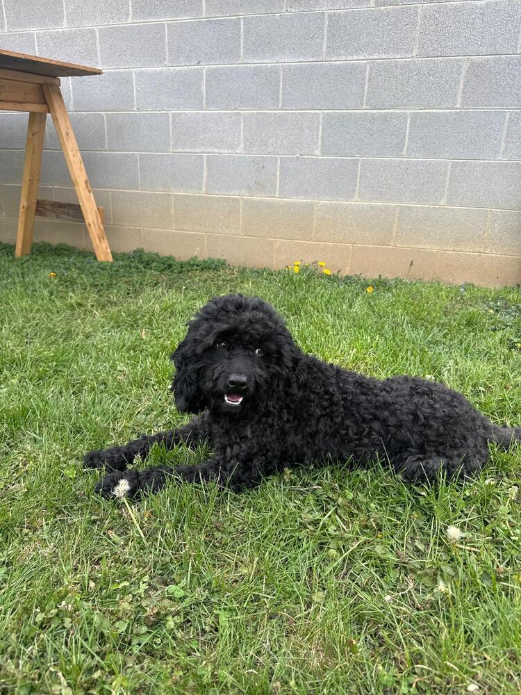 Teddy Mobley #7189, Adopted, Young Male Cavalier King Charles Spaniel & Poodle.