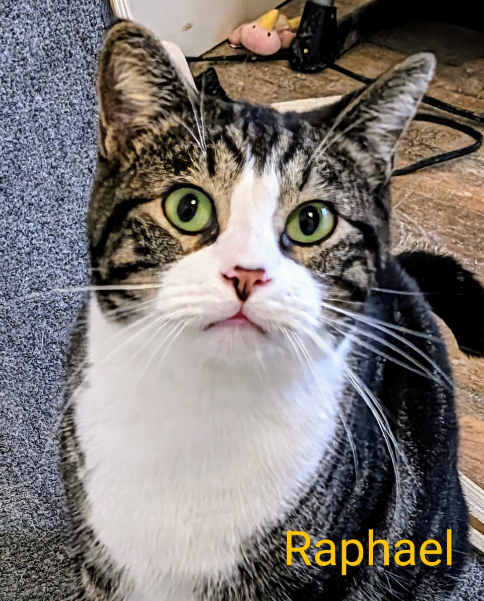 Enlarge Rapheal, a Adoptable Domestic Short Hair in Colfax, IA image 1/1
